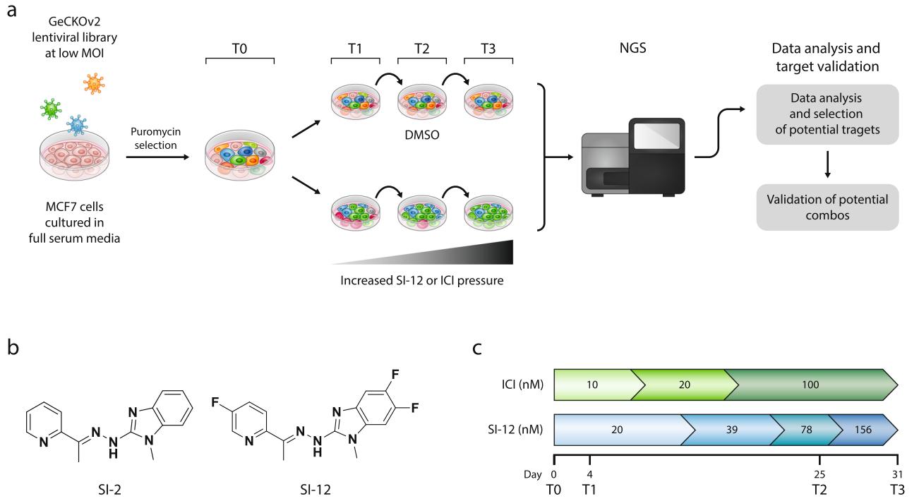 Figure 1 shows a pooled CRISPR/Cas9 screen performed in MCF-7 cells using the genome-wide single vector library GeCKOv2. (doi: 10.1038/s42003-021-01929-1)