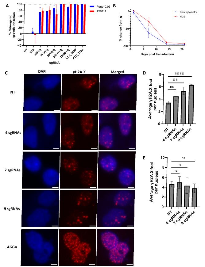Figure 1 demonstrates the selective targeting and growth inhibition of pancreatic cancer cell lines using CRISPR-Cas9 with varying numbers of sgRNA targets.