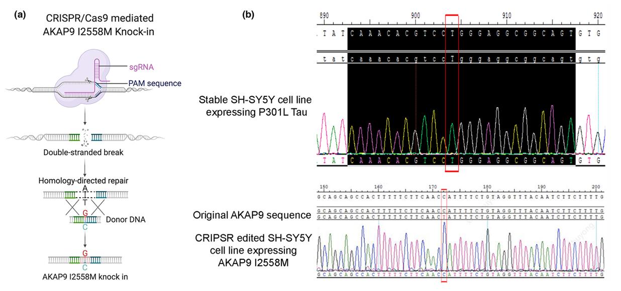 CRISPR-mediated AKAP9 I2558M mutation knock-in was performed in SH-SY5Y P301L cells, followed by neuronal differentiation. Mutation generation was confirmed by Sanger sequencing.