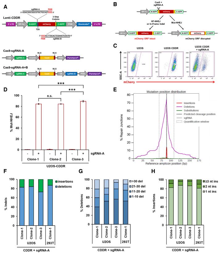 Figure 1 the use of the CDDR reporter gene assay to detect and measure DNA double-strand break (DSB) repair processes. (doi: 10.1093/nar/gkaa897)