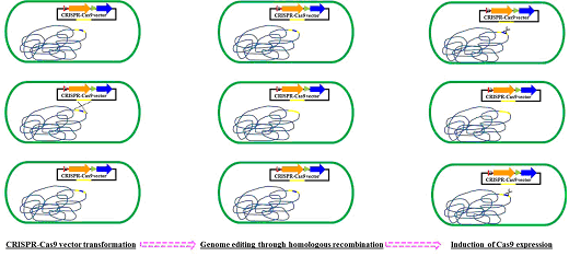 The schematic of CRISPR Mediated Microbe Genome Editing (Wang, et al. 2016)