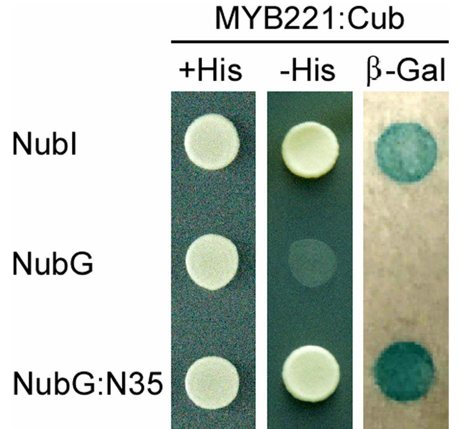 Figure 1 describes an experimental setup using a split-ubiquitin yeast two-hybrid system to demonstrate the specific interaction between PtoMYB221 and N35 protein, evidenced by successful growth and β-Gal activity with NubG:N35 but not with the negative control NubG.(doi: 10.1186/s12870-019-1697-y)