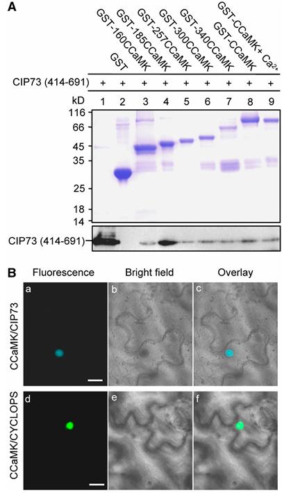 Figure 2 describes how the researchers used in vitro protein pull-down and in planta assays to verify the interaction between CIP73 and CCaMK. (doi:10.1104/pp.110.167965)
