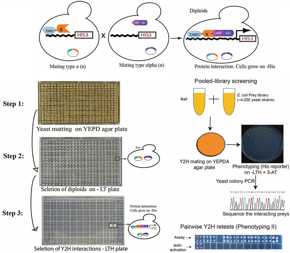 Figure 3 describes three yeast two-hybrid screening techniques used for detecting interactions between proteins. (doi:10.1007/978-3-319-23603-2_11)