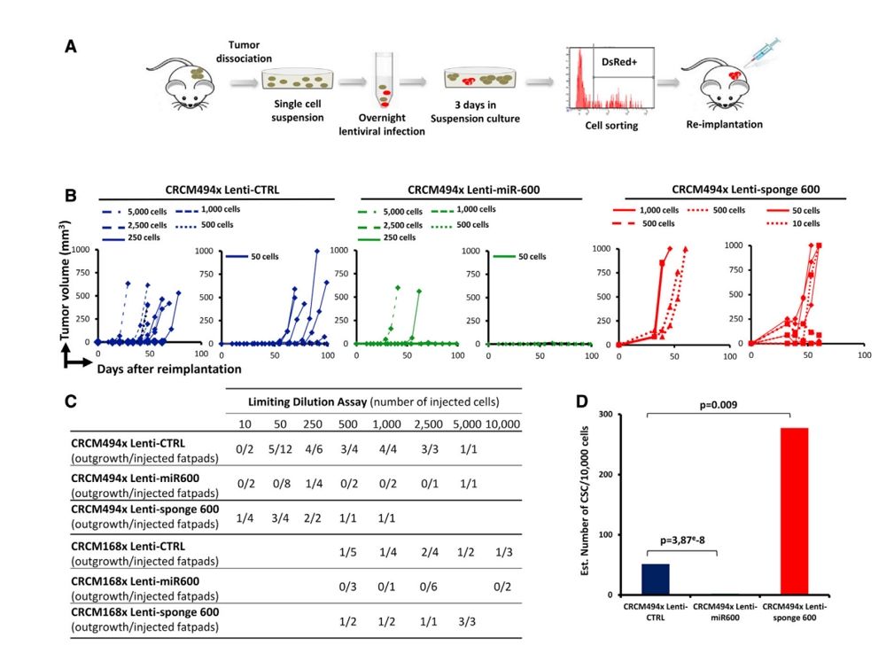 Figure 1：Tumor development kinetics, bCSC frequency analysis, and the experimental technique for lentiviral infection of patient-derived xenograft cells in NOD/SCID mice are shown in Figure 1. (doi:10.1016/j.celrep.2017.02.016)