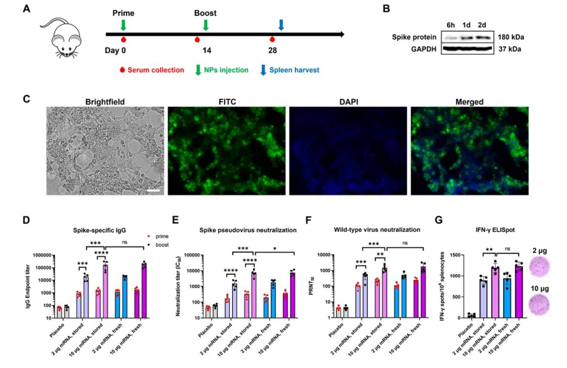 Figure 2: The immunogenicity of AA3-DLin COVID-19 vaccines is depicted in Figure 2, which includes comparisons with different LNP formulations, protein expression, immunogenic responses, and experimental design. (doi:10.1021/acsnano.2c07822)