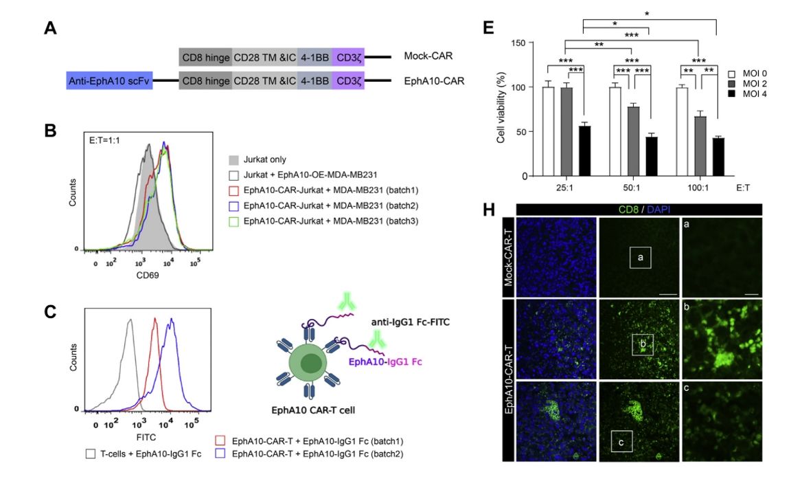 Figure 3: The creation, binding specificity, activation, cytotoxicity, and tumor regression of EphA10-specific CAR-T cells in a mouse model are detailed in Figure 3, along with their validation and in vivo effectiveness in preventing TNBC development. (doi:10.1016/j.jbc.2022.101817)