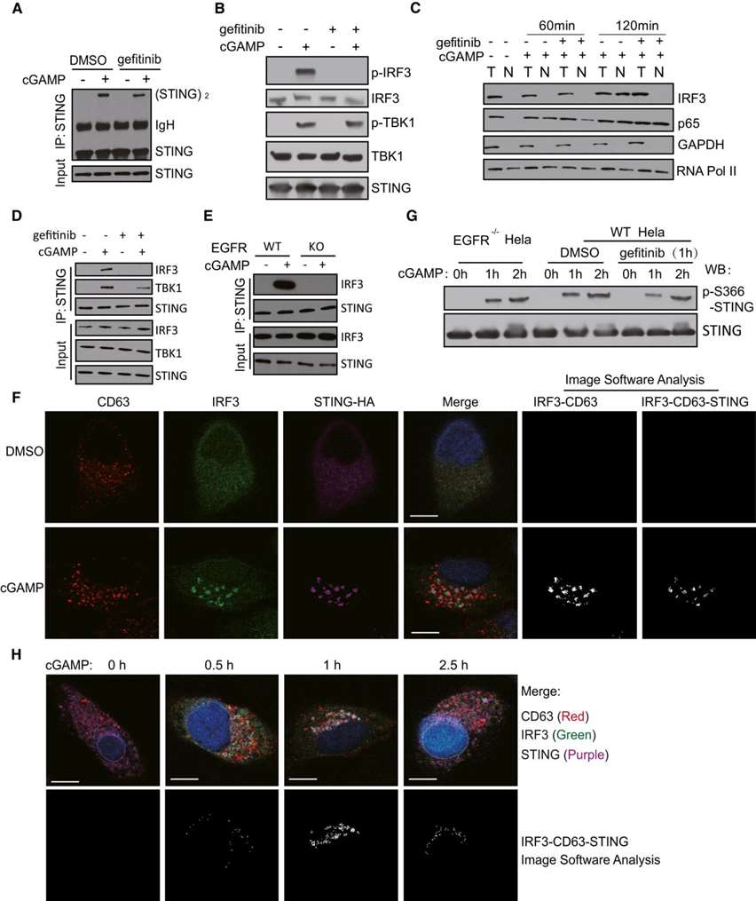   Figure 1. EGFR kinase activity is required for IRF3 activation.