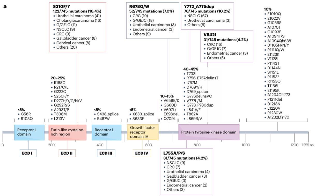 This figure illustrates the distribution of HER2 gene mutations across various structural domains of the HER2 protein.