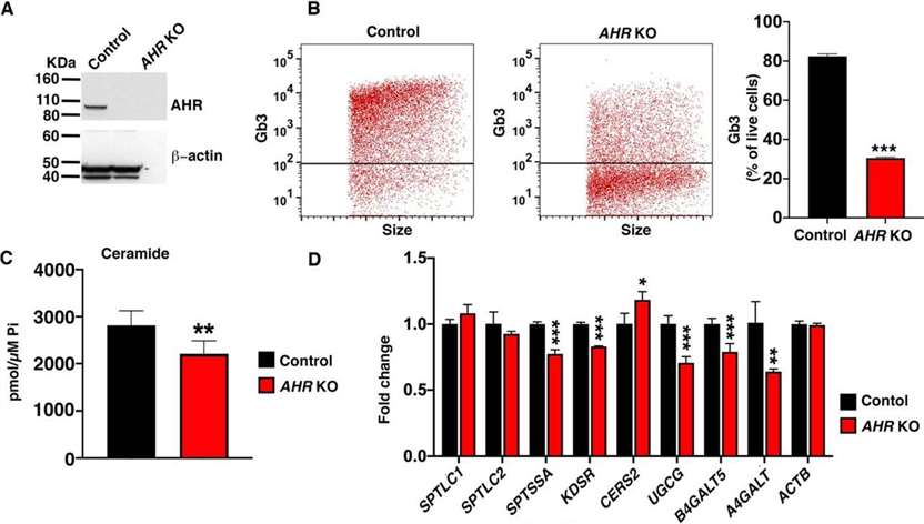 Figure 1. AHR is a positive regulator of SL levels in HeLa cells.