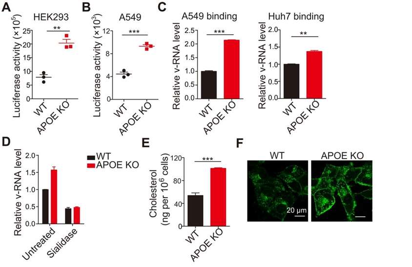 Figure 1. APOE deficiency affects viral attachment. (A and B) HEK293 (A) and A549 (B) WT and APOE KO cells were infected with pseudoviruses. Viral entry was detected by luciferase activity. (C) Viral attachment in WT and APOE KO A549 or Huh7 cells was determined by qRT-PCR. (D) WT and APOE KO A549 cells were pretreated with sialidase and infected as indicated in (C). Viral attachment was determined by qRT-PCR. (E) Total cellular cholesterol in WT or APOE KO A549 cells was detected by Amplex Red Cholesterol assay. (F) Filipin staining in A549 WT or APOE KO cells was detected by confocal microscopy, and representative images are shown.
