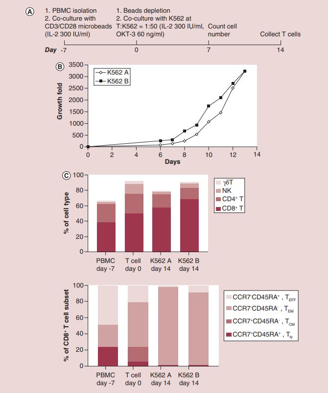Figure 1. Antigen-independent T-cell expansion with beta-2 microglobulin-knockout K562-based artificial antigen presenting cells.