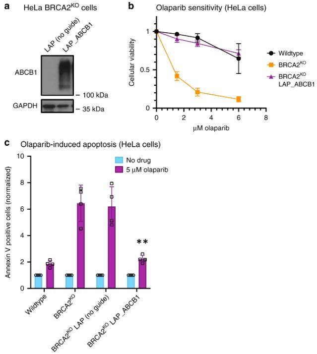 Figure 1. Overexpression of ABCB1, the top hit from the CRISPR activation screen, causes PARPi resistance in BRCA2 knockout cells.