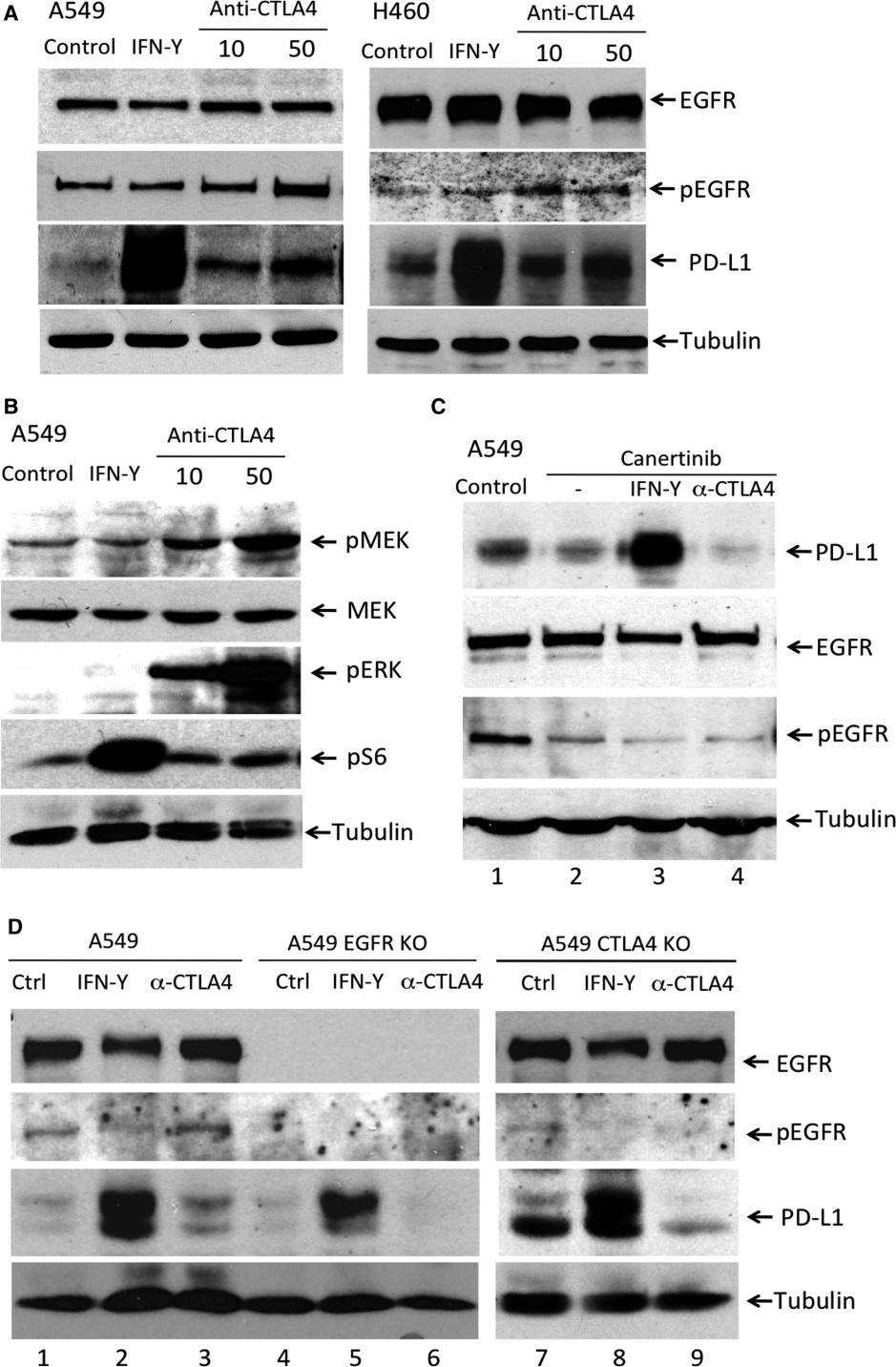 Figure 1. Anti-CTLA4 induced PD-L1 expression is EGFR pathway dependent in NSCLC cells.