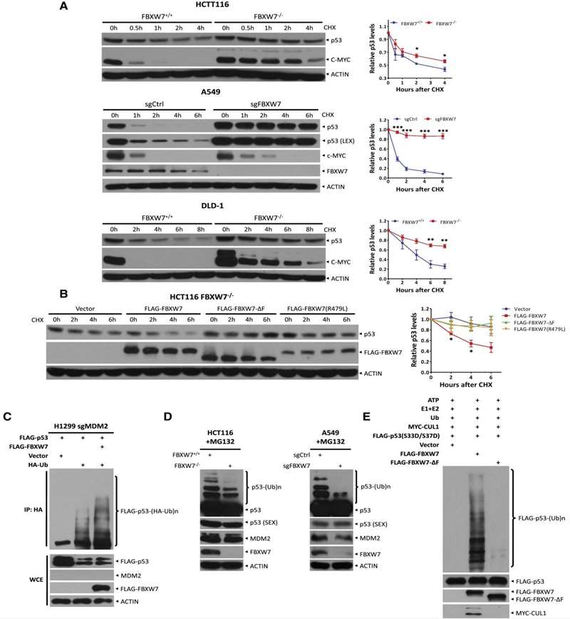 Figure 1. FBXW7 Shortens the p53 Half-Life and Promotes p53 Ubiquitination.