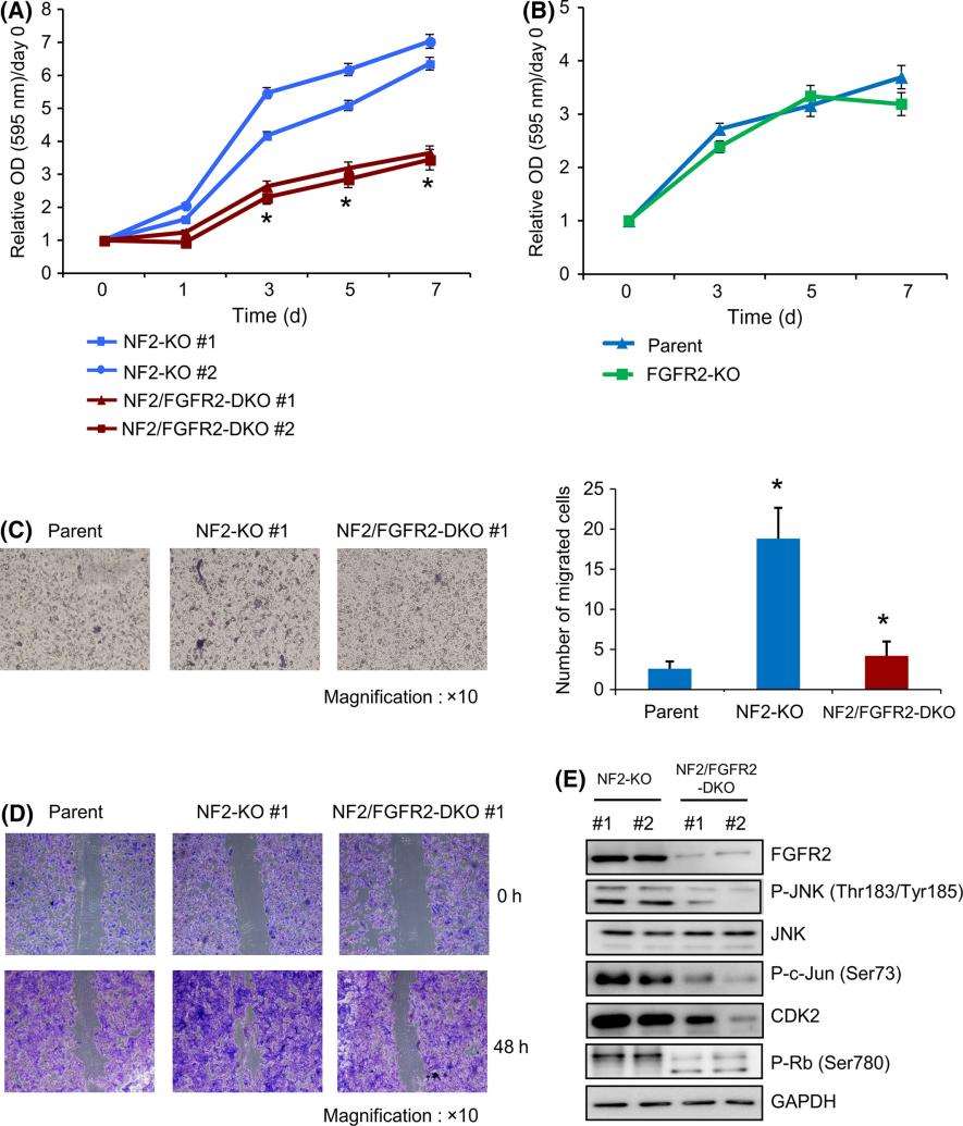 Figure 1. Knockout of FGFR2 gene retards cell proliferation in the absence of NF2 gene.