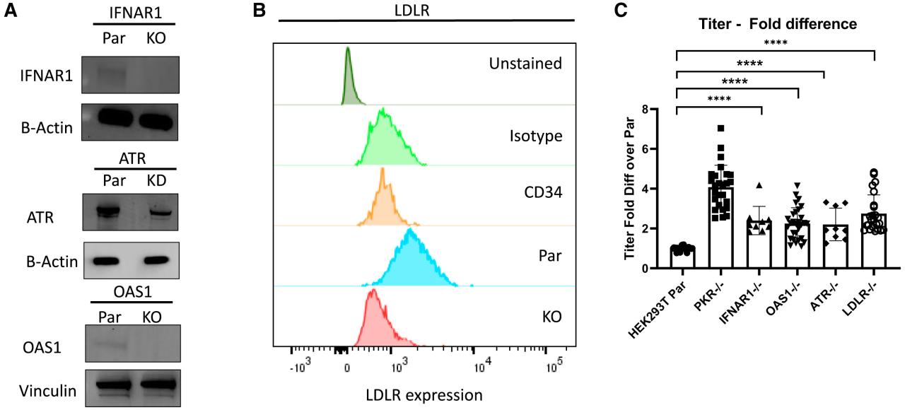 Figure 1. Knocking out IFNAR1, ATR, OAS1, and LDLR in 293T cells increased titers.