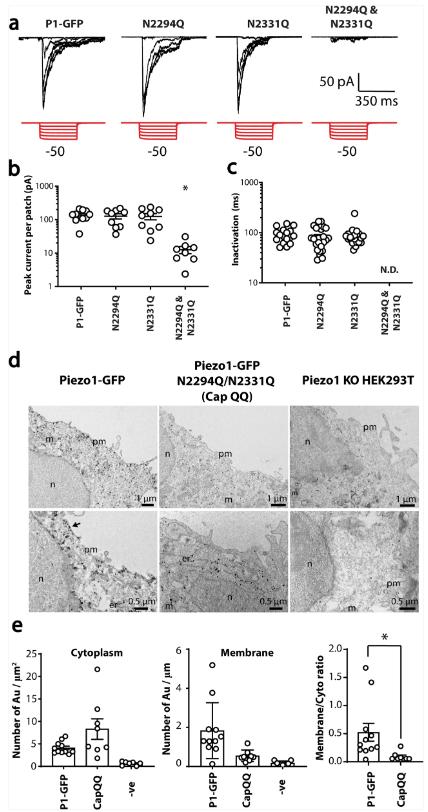 Figure 1. Effect of mutation of N2294 and N2331 on mechanically induced gating of Piezo1.