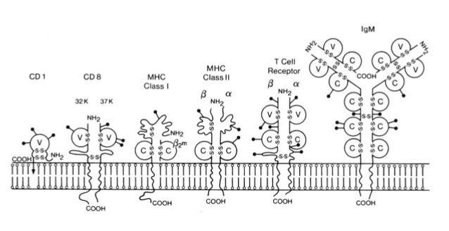 immunoglobulin superfamily