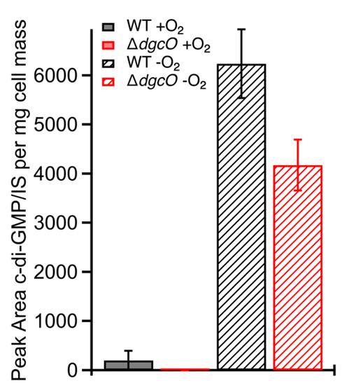 Figure 1 illustrates the levels of c-di-GMP in wild-type (WT) and ΔdgcO P. carotovorum strains, showing no significant difference in aerobic conditions, but a significant increase in both strains under anaerobic growth, with ΔdgcO having a lower c-di-GMP concentration than WT under anaerobic conditions. (doi: 10.3389/fmicb.2023.1134742)