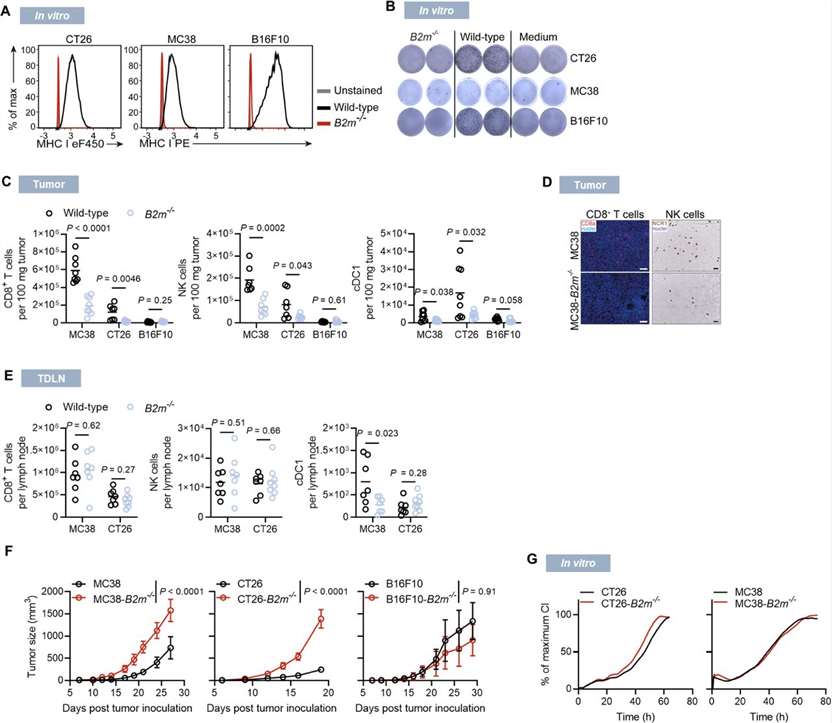 Figure 1. Characterization of MHC class I-deficient tumors.