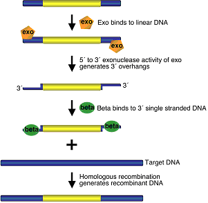 Overview of bacteriophage lambda Red recombination system used for recombineering (Shyam, et al. 2009)