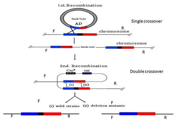 The Schematic of Homologous Recombination mediated by RecBCD