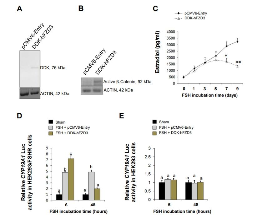 Figure 2: Assessing FZD3 expression, β-Catenin activity, estradiol synthesis, and luciferase activity, Figure 2 shows how FZD3 overexpression affects long-term FSH-stimulated steroidogenesis in COV434 and HEK293 cells. (doi:10.1016/j.bbrc.2017.07.057)
