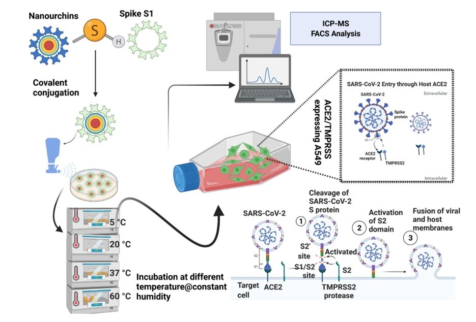 Figure 3: The experimental setup used to examine the effect of interfacial water in viral infectivity under various temperature settings is shown in Figure 3, where SARS spike protein and SARS-CoV-2 spike protein conjugated to gold nanourchins were compared. (doi:10.1021/acs.langmuir.2c00671)