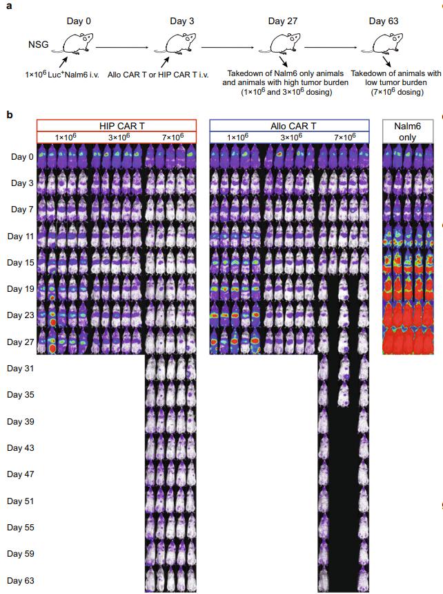 This figure describes the experimental setup, including the injection of Luc+ Nalm6 cells into NSG mice, followed by the administration of CAR T cells and tumor monitoring through bioluminescence imaging BLI.